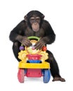 Young Chimpanzee - Simia troglodytes (5 years old) Royalty Free Stock Photo