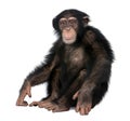 Young Chimpanzee - Simia troglodytes (5 years old) Royalty Free Stock Photo