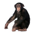 Young Chimpanzee, Simia troglodytes, 5 years old Royalty Free Stock Photo