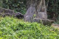 Young Chimpanzee Sitting on the Grass near the Tree Royalty Free Stock Photo