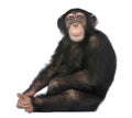 Young Chimpanzee sitting - Simia troglodytes 5 years old Royalty Free Stock Photo