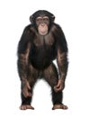 Young Chimpanzee standing up like a human - Simia Royalty Free Stock Photo