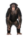Young Chimpanzee standing up like a human - Simia Royalty Free Stock Photo