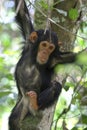 Young chimpanzee on a tree Royalty Free Stock Photo