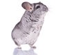 Young Chinchilla