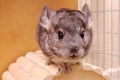 young chinchilla