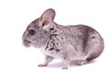 Young Chinchilla Royalty Free Stock Photo