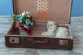Young chinchilla breed cat inside vintage suitcase