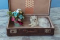 Young chinchilla breed cat inside vintage suitcase