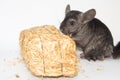 young chinchilla in front of white background Royalty Free Stock Photo