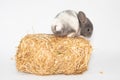 young chinchilla in front of white background Royalty Free Stock Photo