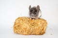 young chinchilla in front of white background Royalty Free Stock Photo