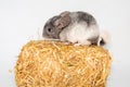 young chinchilla in front of white background Royalty Free Stock Photo