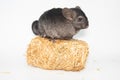 young chinchilla in front of white background Royalty Free Stock Photo