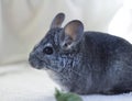 Young Chinchilla Royalty Free Stock Photo