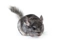 Young chinchilla isolated Royalty Free Stock Photo