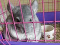 Young chinchilla sitting pink cage closeup