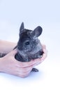 Young Chinchilla on white Royalty Free Stock Photo