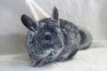 Young Chinchilla 2 Royalty Free Stock Photo