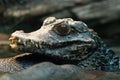 Young Chinese alligator headshot Royalty Free Stock Photo