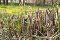 Young chinese reed stalks begin to grow out of the ground. Royalty Free Stock Photo