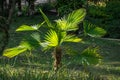 Young Chinese windmill palm Trachycarpus fortunei or Chusan palm in city park of Sochi. Royalty Free Stock Photo