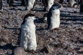 Young chinstrap penguin chick standing among his colony members Royalty Free Stock Photo