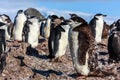 Young chinstrap penguin standing among his colony members gather Royalty Free Stock Photo