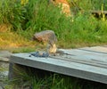 A young chipmunk sits on a wooden platform eating fresh wild berries and nuts Royalty Free Stock Photo