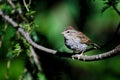 Young Chipping Sparrow Royalty Free Stock Photo