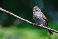Young Chipping Sparrow Perched on a Branch Royalty Free Stock Photo