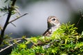 Young Chipping Sparrow Perched on a Branch Royalty Free Stock Photo