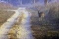 Young chital or cheetal, also known as spotted deer or axis deer male walking in the foggy morning at Jim Corbett National Park, I Royalty Free Stock Photo