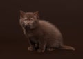 Young chocolate british cat on dark brown