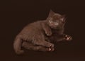 Young chocolate british cat