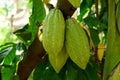 Young chocolate coffee cherries in the garden