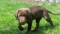 Young chocolate labrador Royalty Free Stock Photo