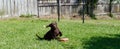 Young chocolate labrador puppy playing on the grass