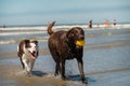 Young chocolate labrador retriever and elderly border collie dogs Royalty Free Stock Photo