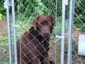 Young chocolate labrador, sitting in an dog aviary