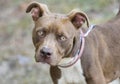 Young Chocolate and white Pitbull Terrier dog rescue