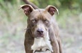 Young chocolate and white pitbull terrier mix breed puppy Royalty Free Stock Photo