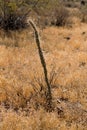 Young Cholla Cactus Stick