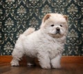 Young Chow-chow in a retro room