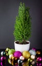 Young Christmas tree in a pot and decorations on a dark background. Royalty Free Stock Photo