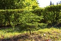Young Christmas tree in the Park one coniferous small tree outdoors on a sunny spring day Royalty Free Stock Photo