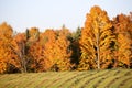 Young Christmas Trees in Autumn