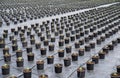 Young Chrysanthemum flower seedling planting plots in row. Royalty Free Stock Photo