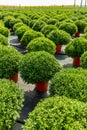 Young chrysanthemum grow in a horticultural plantation