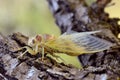 Young cicada on branch